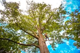 Best Firewood Processing and Delivery  in Randolph, NE