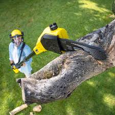 Best Lawn Disease Treatment  in Randolph, NE