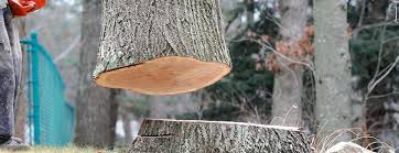 Randolph, NE Tree Care Company
