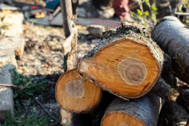How Our Tree Care Process Works  in  Randolph, NE