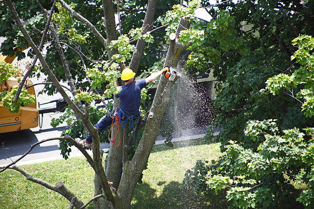 Best Tree Cabling and Bracing  in Randolph, NE