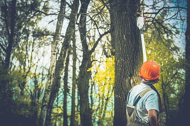 Best Tree Maintenance Programs  in Randolph, NE