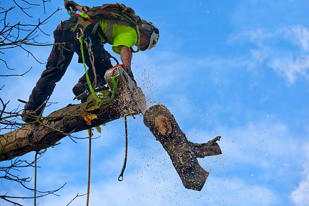  Randolph, NE Tree Care Pros
